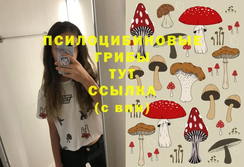 Псилоцибиновые грибы Cubensis  закладка  Алексин 